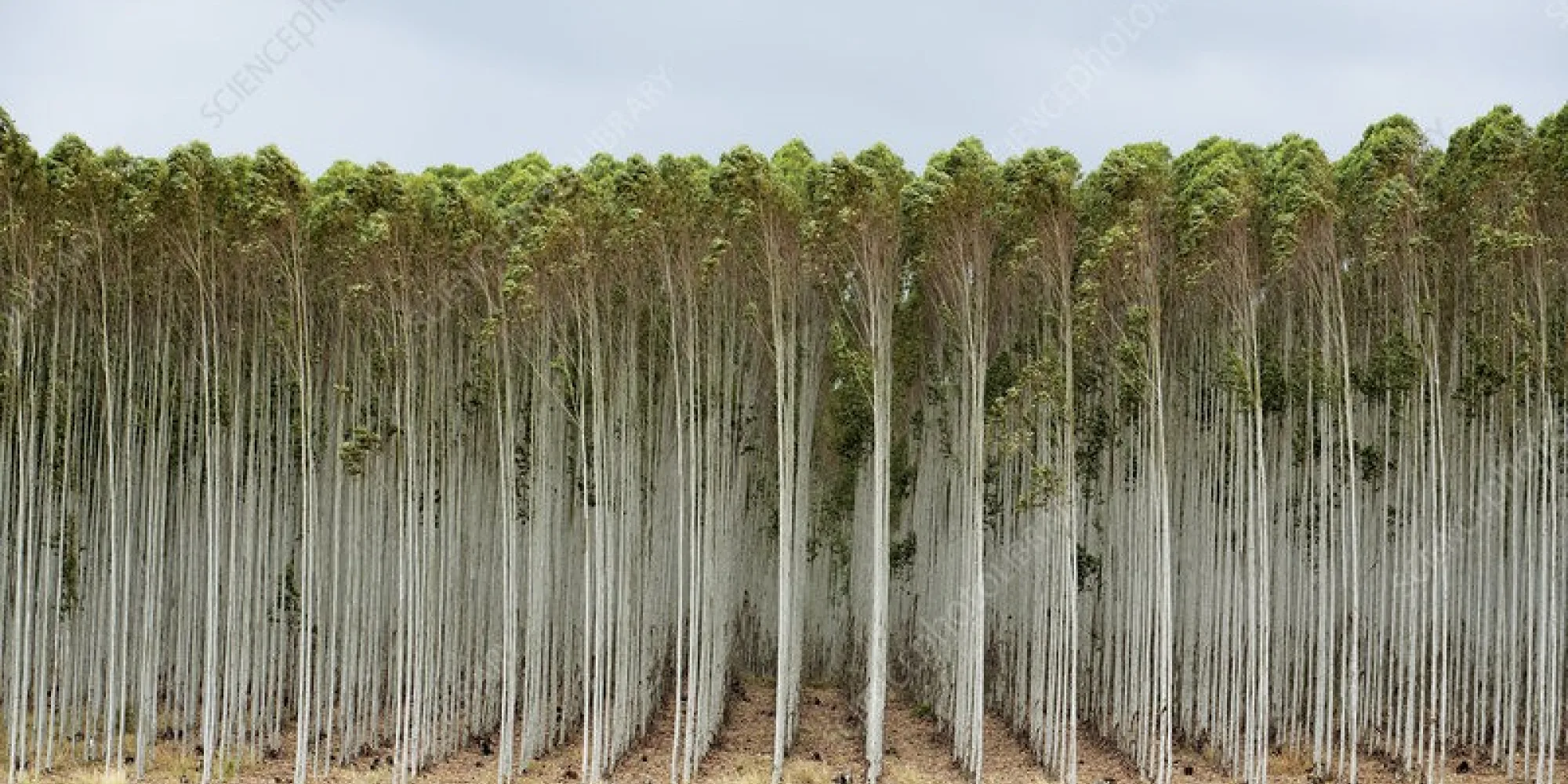 Blue Gum Planatation 2