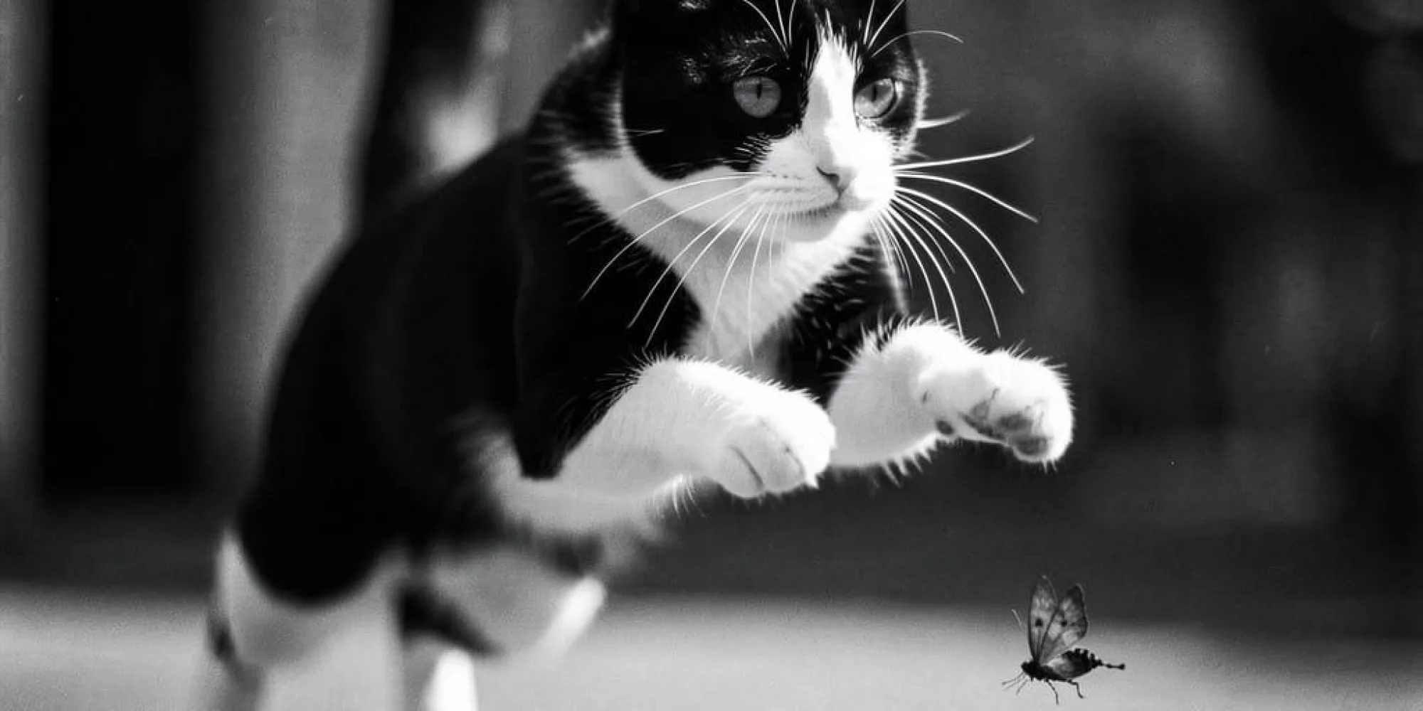 Boo leaping into the air to catch a moth